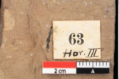 Foto (Detailansicht) von Xylomites daphnes Ettingshausen (NHMW-GEO-2024-0188-0063)